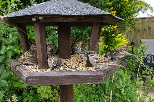 Was fressen Haussperlinge am liebsten?