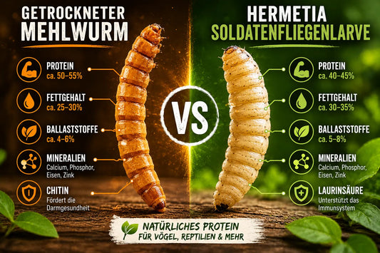 Mehlwürmer im Vergleich mit Soldatenfliegenlarven