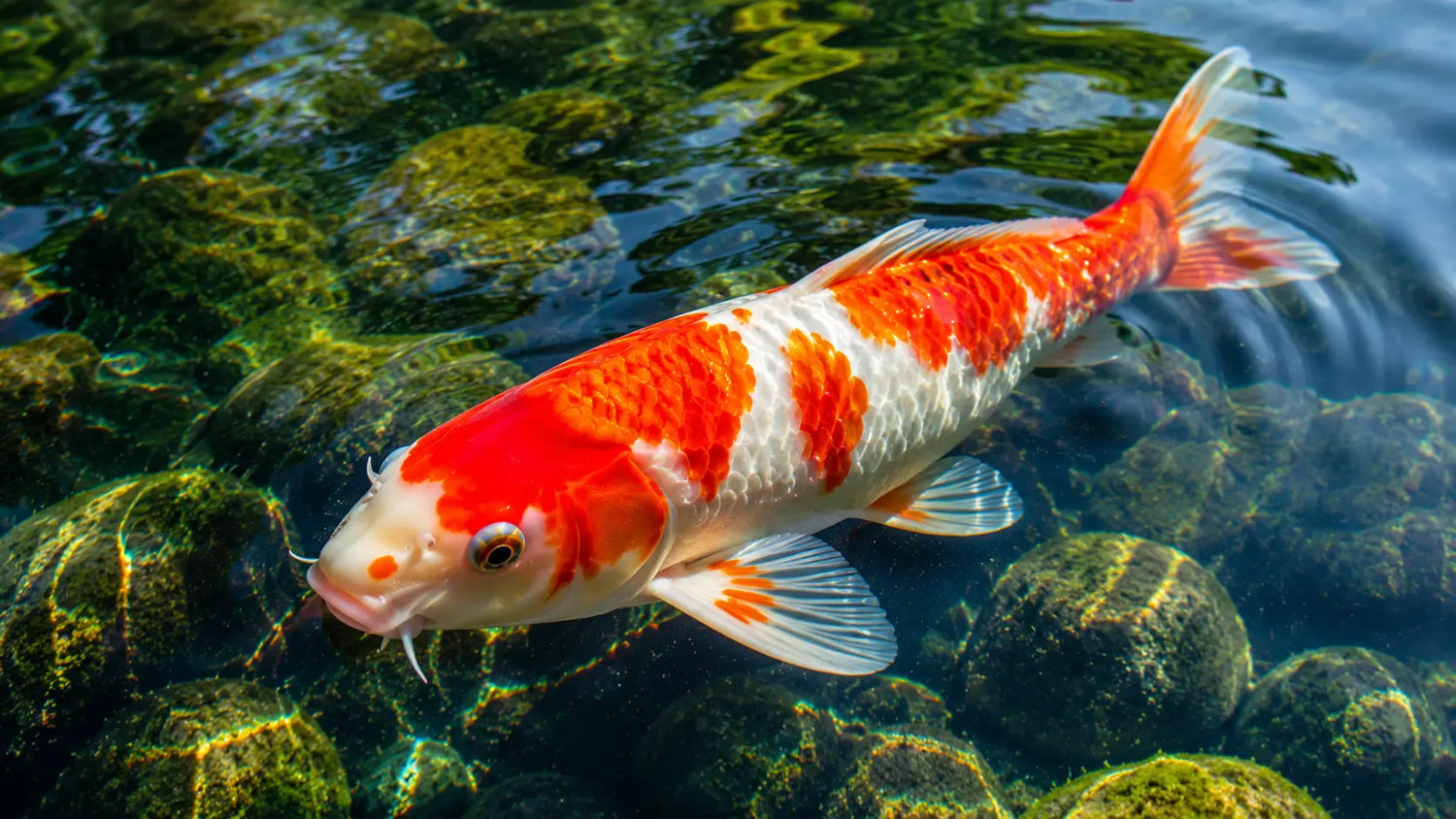 Teichfische & Aquaristik